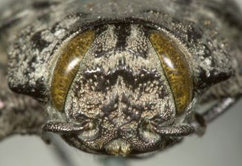Media type: image;   Entomology 33797 Aspect: head frontal view
